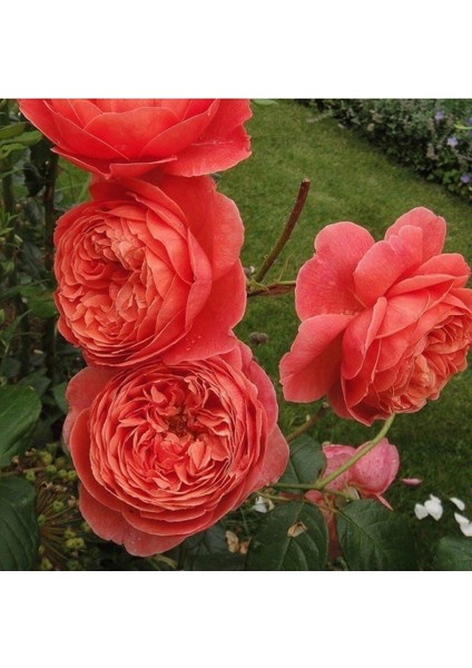 Iki Adet Kokulu Gül Fidanı, Saksıda, 30-40 Cm, Canlı ve Güzel Görünümlü