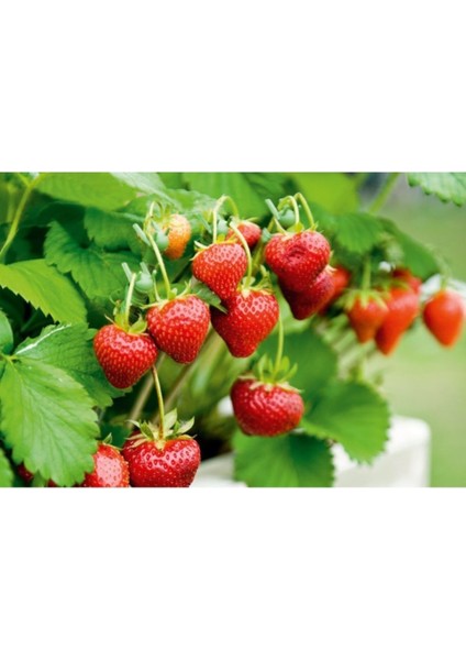 36 Adet Çilek Fidesi, Kokulu ve 1 Inç Sınıf Açık Köktür