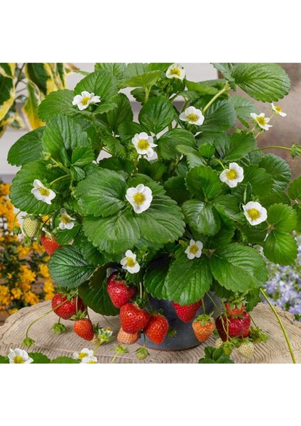 45 Adet Kokulu, Soğuklara Dayanıklı Çilek Fidanı, Açık Kök, 1 Inç Sınıf