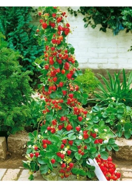 Tırmanan Çilek Fidanı, Açık Kök, Anaç, 1 Inç, 40 Adet