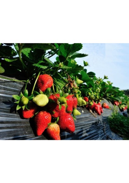 30 Adet Camarosa Çilek Fidesi Açık Kök, Frigo ve Taze, Garantili, Sökümdür