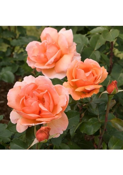 Iki Adet Sağlıklı Yavruağzı Gül Fidanı, Saksılı, Güzel Çiçekler.