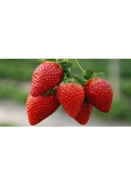 30 Adet Ferngül Çilek Fidesi, Açık Kök, Taze ve Sağlıklı, Garantili, Hızlı Teslim