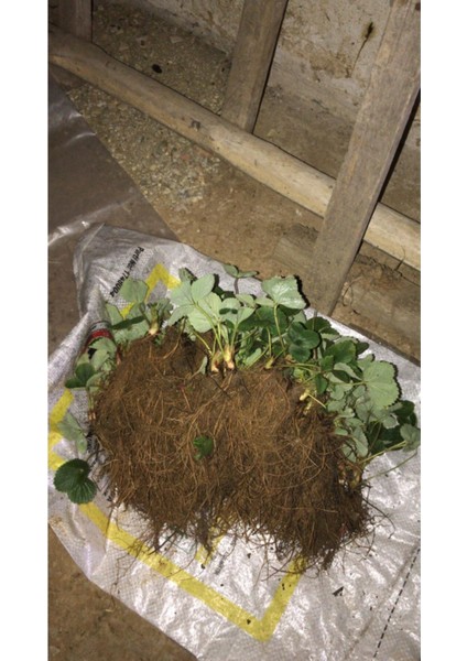 45 Adet Kokulu Çilek Fidanı Açık Kök Taze Söküm fiyatları