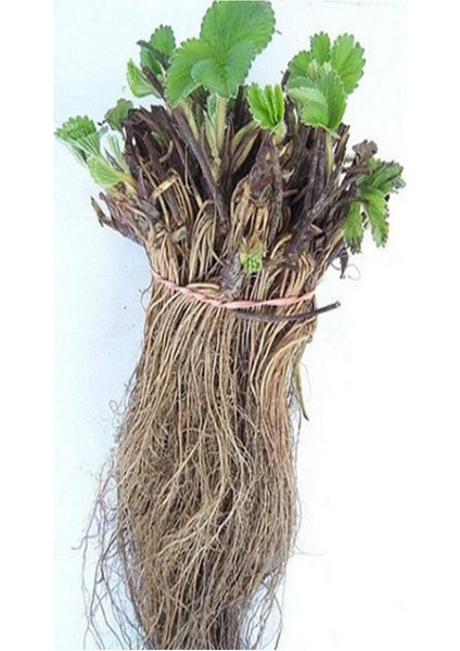 40 Adet Açık Kök Çilek Fidanı, Taze ve Sağlıklı Yediveren Çilek Fidesi fırsatları