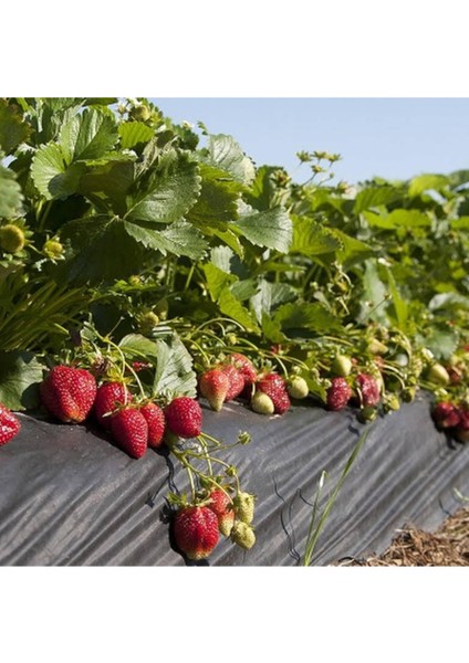 40 Adet Taze Çilek Fidanı, Açık Kök, Söküm, Festivali Için Ideal, Sağlıklı ve Verimli.