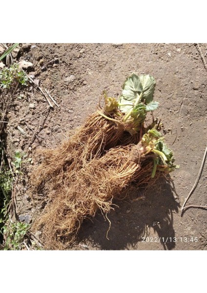 40 Adet Taze Çilek Fidanı, Açık Kök, Söküm, Festivali Için Ideal, Sağlıklı ve Verimli. fiyatları