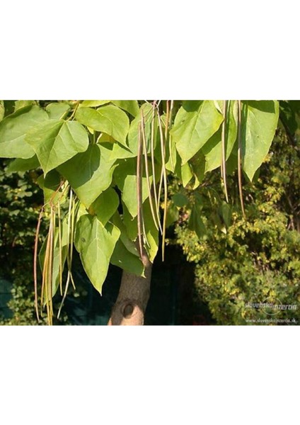 Yüksekliği 80-100 cm Olan Katalpa Bitkisi - Sigara Ağacı Güzelliği