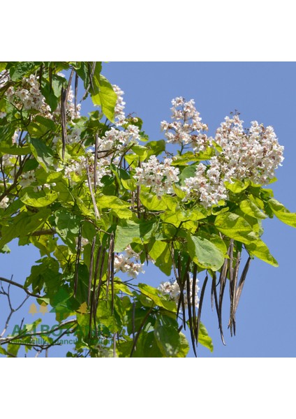 Yüksekliği 80-100 cm Olan Katalpa Bitkisi - Sigara Ağacı Güzelliği modelleri