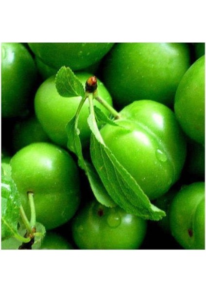 Aşılı Yeşil Can Erik Fidanı, 2-3 Yaş, Serada Dekor ve Bitki Seçeneği