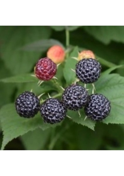 Böğürtlen Fidanı Tüplü Chester, Bahçe ve Tarla Için Sağlıklı Bitki