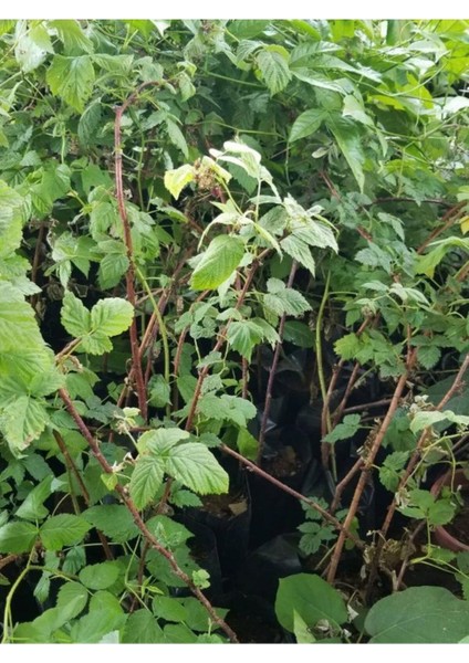 Böğürtlen Fidanı Tüplü Chester, Bahçe ve Tarla Için Sağlıklı Bitki fiyatları