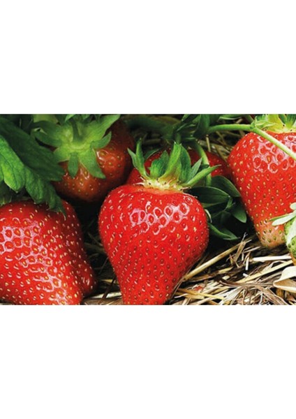 35 Adet Aromas Çilek Fidesi, Taze, Söküm, Açık Köktür, Garanti ile Sunulur fiyatları