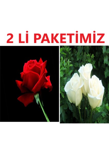 Kırmızı ve Beyaz Yediveren Gül Fidanı, Tüplü, Canlı ve Sağlıklı, Bahçe Dekorasyonu