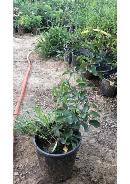 Kırmızı ve Beyaz Yediveren Gül Fidanı, Tüplü, Canlı ve Sağlıklı, Bahçe Dekorasyonu fiyatları