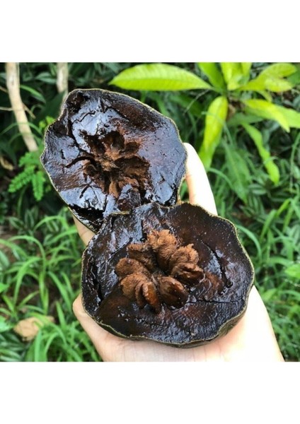 Çikolata Meyvesi Fidanı, 100-120 Cm, Tatlı ve Sağlıklı Meyve Yetiştiriciliği Için