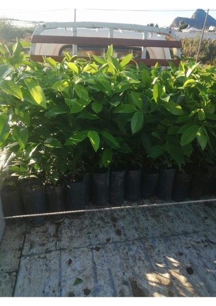 Çikolata Meyvesi Fidanı, 100-120 Cm, Tatlı ve Sağlıklı Meyve Yetiştiriciliği Için fiyatları