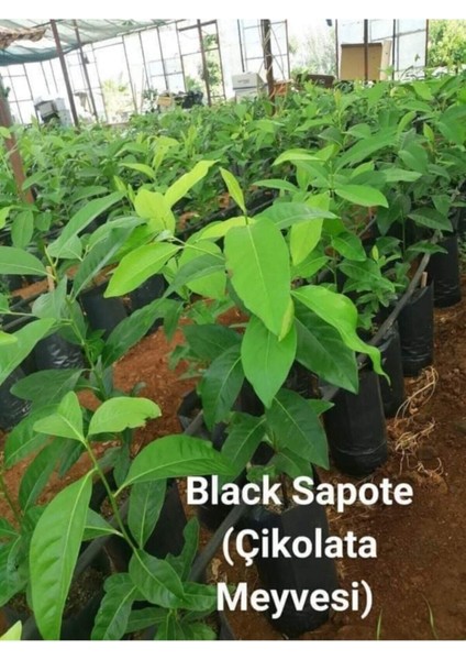 Çikolata Meyvesi Fidanı, 100-120 Cm, Tatlı ve Sağlıklı Meyve Yetiştiriciliği Için modelleri