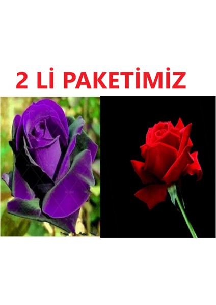 Mor ve Kırmızı Yediveren Gül Fidanı Seti, Canlı ve Şık Seçim