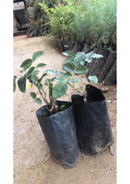 Mor ve Kırmızı Yediveren Gül Fidanı Seti, Canlı ve Şık Seçim fiyatları