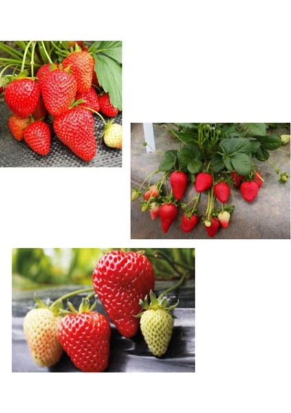 Çilek Fidesi Setleri: Rubugen, Albion, Osmanlı Açık Kök ve Frigo ile Bahçe Keyfi