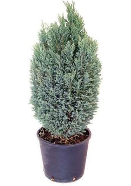 Canlı Çam Fidanı, Bahçe ve Peyzaj Için Sağlıklı Bitki Seçeneği