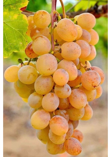 Ata Sarısı Üzüm Fidanı Tüplü 20-30 Cm, 1 Yaşında, Aşılı, Yüksek Verimli