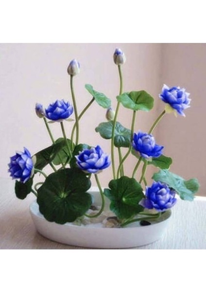 10 Adet Nadir Mavi Lotus Çiçeği Tohumu Organik Taze Hasat Hediye