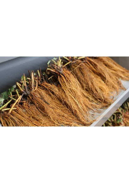 25 Adet Açık Kök Çilek Fidesi, Taze ve Garantili, Frigo ve Söküm Seçenekli fiyatları