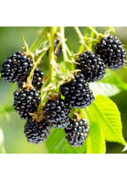 Tüplü Böğürtlen Fidanı, Sağlıklı ve Güçlü Bitki Seçeneği