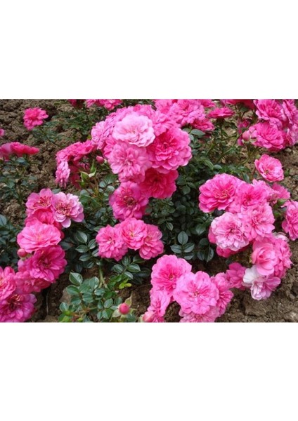 Tüplü Pembe Yediveren Gül Fidanı, Kokulu ve Sağlıklı Bahçe Güzelliği Için Ideal