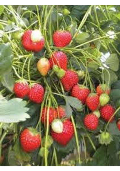 35 Adet Taze Çilek Fidesi, Söküm, Açık Köktür, Garanti ile Sunulur