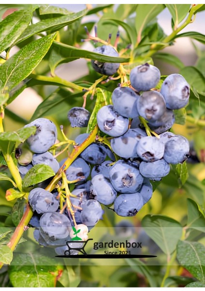 Verimli Yaban Mersini Çeşitleri, Saksılı, 40-60CM, 2 Adet, Tüplü Blueberry