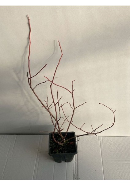 Verimli Yaban Mersini Çeşitleri, Saksılı, 40-60CM, 2 Adet, Tüplü Blueberry fiyatları