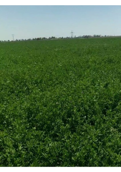 Yüksek Boylu Kaplamalı Elçi Yonca Tohumu 3 Kg, Sağlıklı ve Verimli Yem Bitkisi