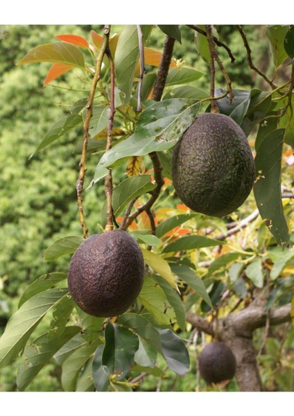 Tüplü Aşılı Özel Üretim Has Black Avokado Fidanı, Sağlıklı ve Verimli Yetiştiricilik Için Ideal