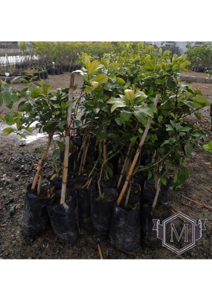 Tüplü Aşılı Özel Üretim Has Black Avokado Fidanı, Sağlıklı ve Verimli Yetiştiricilik Için Ideal fiyatları