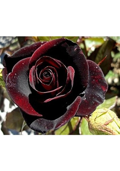 2 Adet Kadife Gül Fidanı, Saksıda, Güzel ve Canlı Renkli Çiçekler