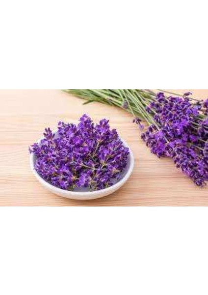 2 Adet Saksılı Tıbbi Lavanta, Lavandula Angustifolia, Doğal ve Ferahlatıcı Bitki Seti
