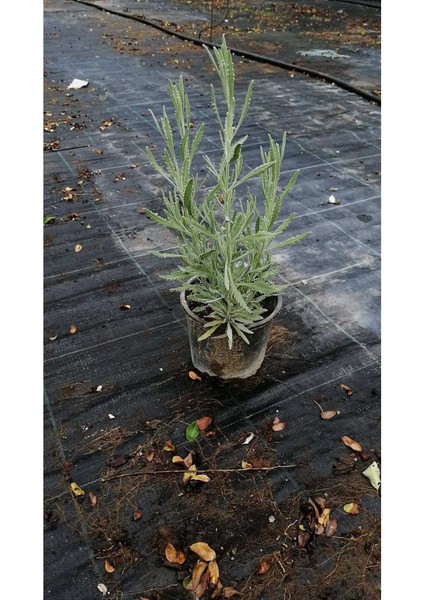 2 Adet Saksılı Tıbbi Lavanta, Lavandula Angustifolia, Doğal ve Ferahlatıcı Bitki Seti fiyatları