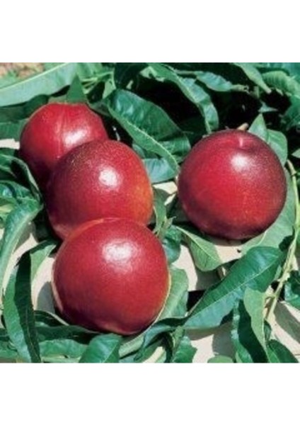 Tüplü Big Top Nektarin Fidanı, Sağlıklı ve Verimli Meyve Üretimi Için Ideal Seçim