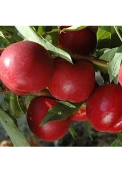 Tüplü Big Top Nektarin Fidanı, Sağlıklı ve Verimli Meyve Üretimi Için Ideal Seçim fiyatları