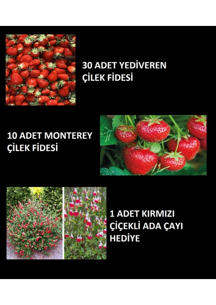 Yedi Çeşit Çilek, Ada Çayı ve Hediye Seti, Doğal ve Taze Seçenekler