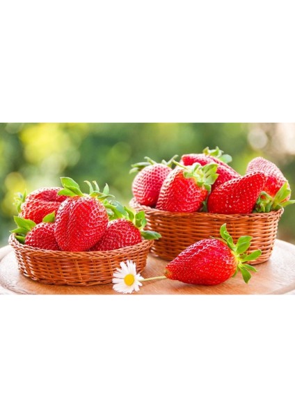 50 Adet Taze Camarosa Yediveren Çilek Fidanı Açık Kök