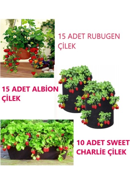 Çilek Fidesi Setleri: Rubugen, Albion, Sweet Charlie ve Frigo Açık Kök 75 Adet