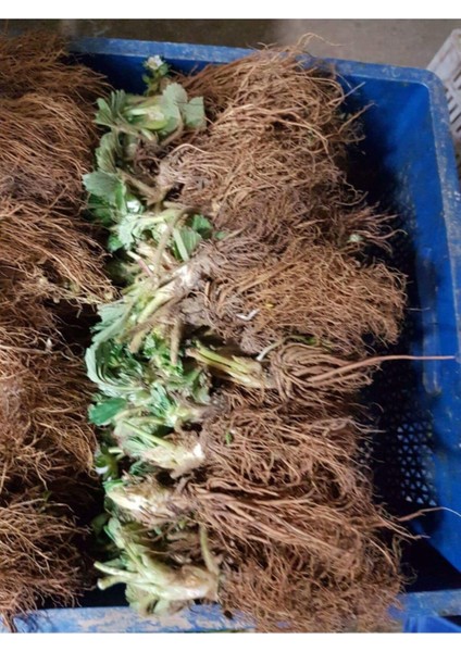 Çilek Fidesi Setleri: Rubugen, Albion, Sweet Charlie ve Frigo Açık Kök 75 Adet modelleri