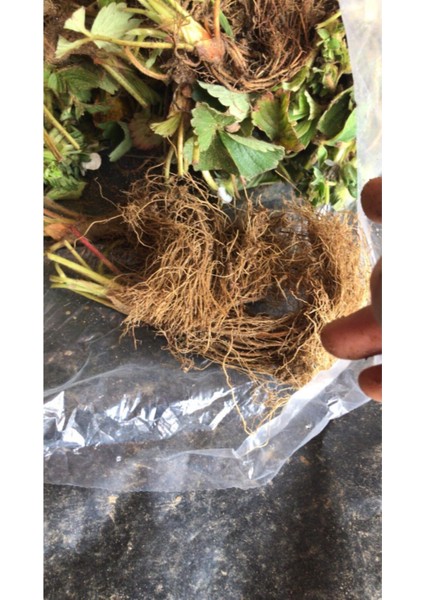 Çilek Fidesi Setleri: Rubugen, Albion, Sweet Charlie ve Frigo Açık Kök 75 Adet fırsatları