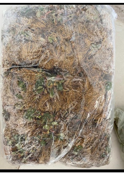 60 Adet Albion Yediveren Çilek Fidesi Açık Kök, Sağlıklı ve Verimli Meyve Üretimi modelleri