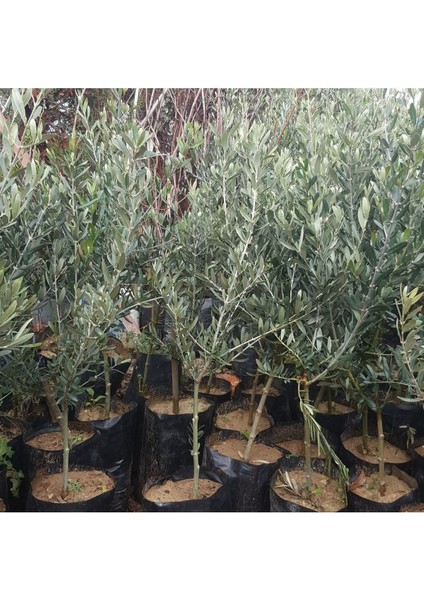 2 Adet Zeytin Fidanı Tüplü 50-60 Cm, Sağlıklı ve Verimli Büyüme Sağlar fiyatları