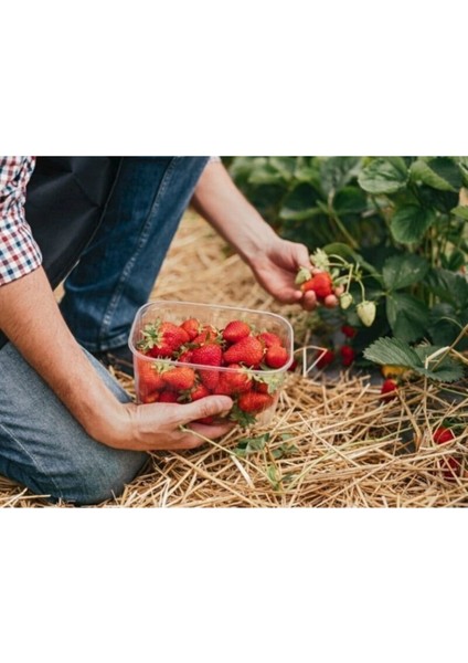 56 Adet Çilek Fidesi, Kokulu, 1 Inç Sınıf, Açık Alanda Yetiştirici Set